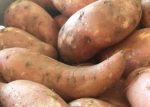 Harvest Season For Sweet Potatoes