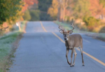 NCDOT: Animal-Related Vehicle Crashes Decline Across State