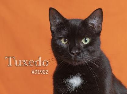 PET OF THE WEEK: Tuxedo Powered By Jackson & Sons