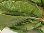 Collards Are In Season, Just In Time For Holiday Meals!
