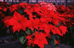 December Gardening Tips