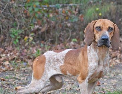 PET OF THE WEEK: Judge Powered By Jackson & Sons