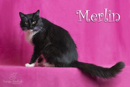 PET OF THE WEEK: Merlin Powered By Jackson & Sons