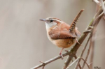 Attract Birds To Your Garden This Winter