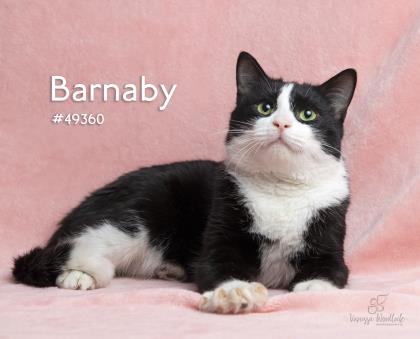 PET OF THE WEEK: Barnaby Powered By Jackson & Sons