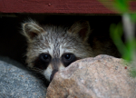 Second Rabid Raccoon Found In Kinston