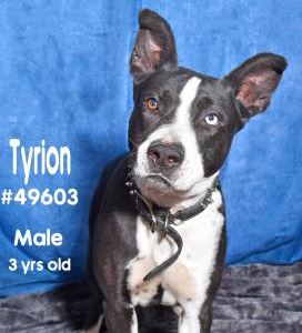 PET OF THE WEEK: Tyrion Powered By Jackson & Sons