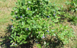 February Is Time For Pruning Blueberries