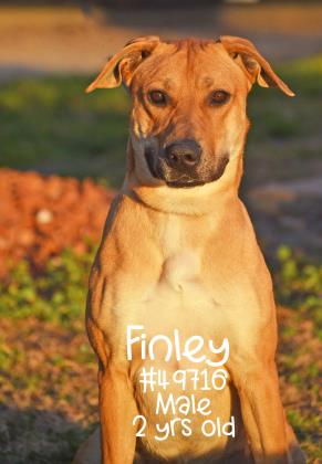 PET OF THE WEEK: Finley Powered By Jackson & Sons