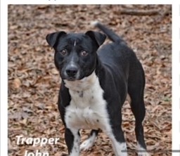 PET OF THE WEEK: Trapper John Powered By Jackson & Sons