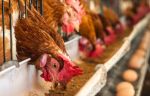 Poultry Shows and Public Sales Suspended In North Carolina