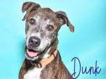 PET OF THE WEEK: Dunk Powered By Jackson & Sons