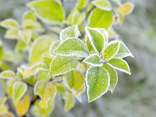 Frost Advisory In Effect For Early Wednesday Morning In Wayne County