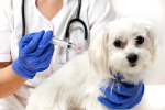 Wayne County Animal Services To Offer $5 Rabies Vaccines In May