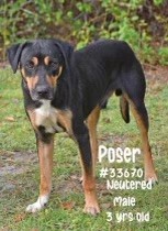 PET OF THE WEEK: Poser Powered By Jackson & Sons