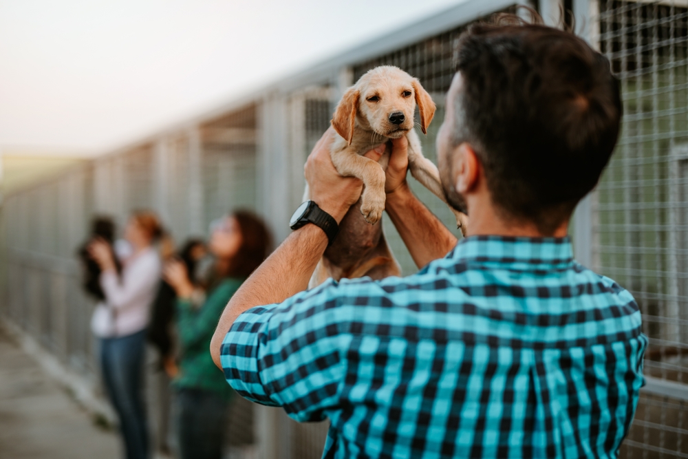 Wayne County Animal Shelter Begins Independence Day Adoption Event