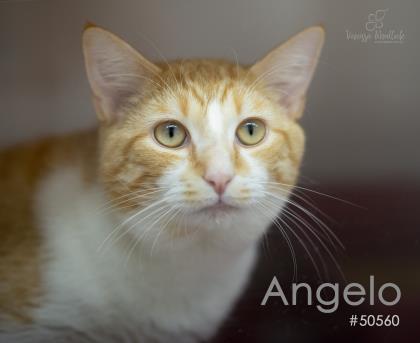 PET OF THE WEEK: Angelo Powered By Jackson & Sons