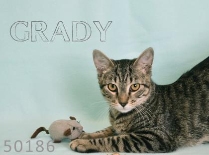 PET OF THE WEEK: Grady Powered By Jackson & Sons