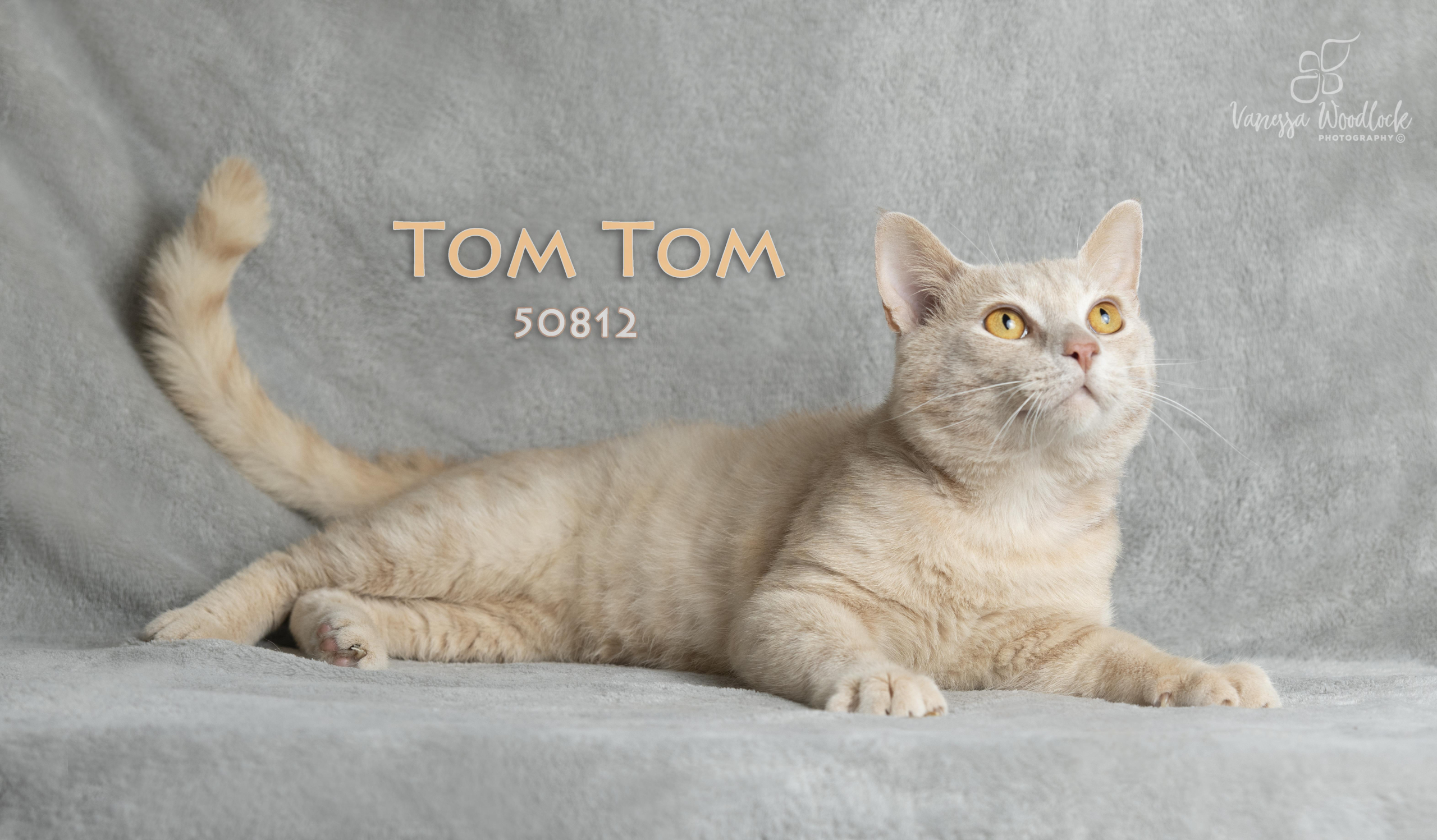 PET OF THE WEEK: Tom Tom Powered By Jackson & Sons