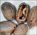 August is Time for Managing Pecan Weevil