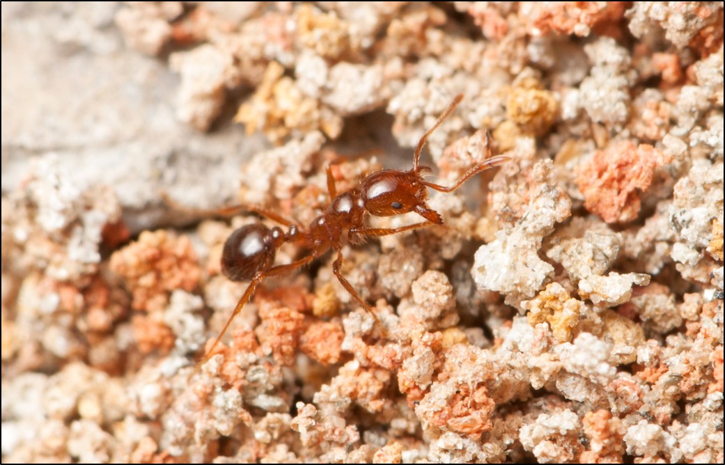 Dealing with Pesky Fire Ants