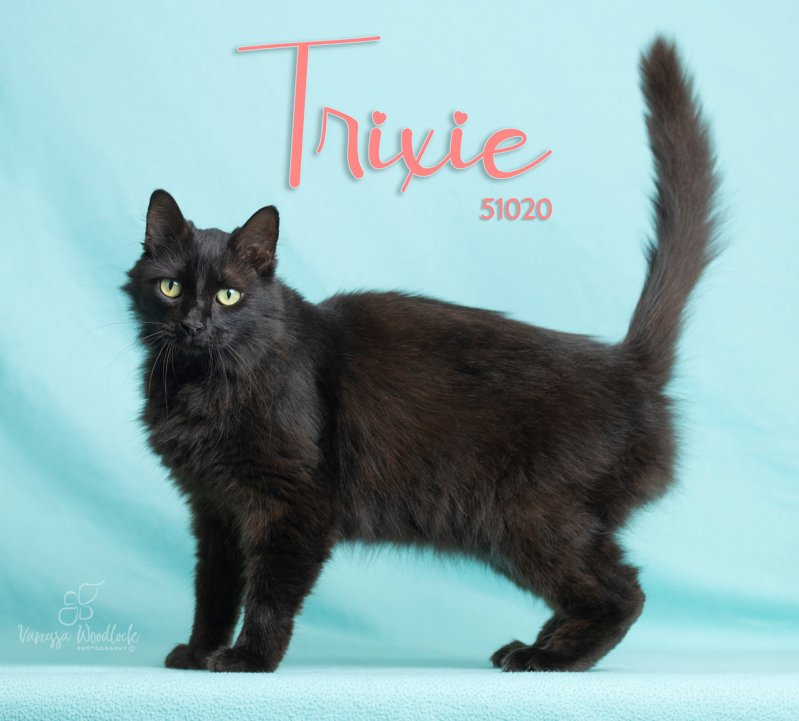 PET OF THE WEEK: Trixie Powered By Jackson & Sons