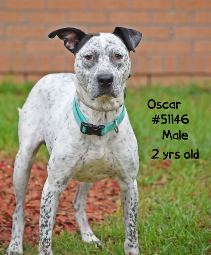 PET OF THE WEEK: Oscar Powered by Jackson & Sons