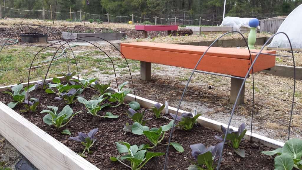 Time to Plant a Fall Vegetable Garden