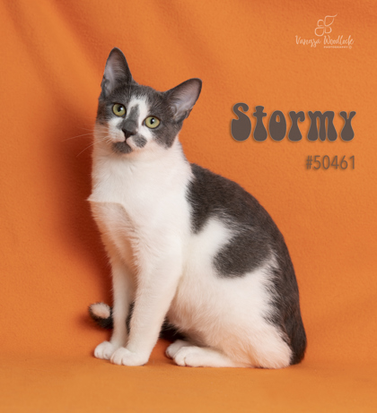 PET OF THE WEEK: Stormy Powered by Jackson & Sons