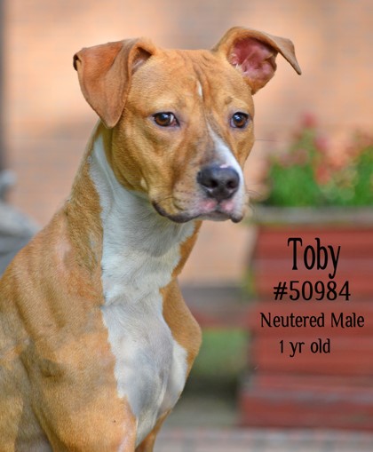 PET OF THE WEEK: Toby Powered by Jackson & Sons