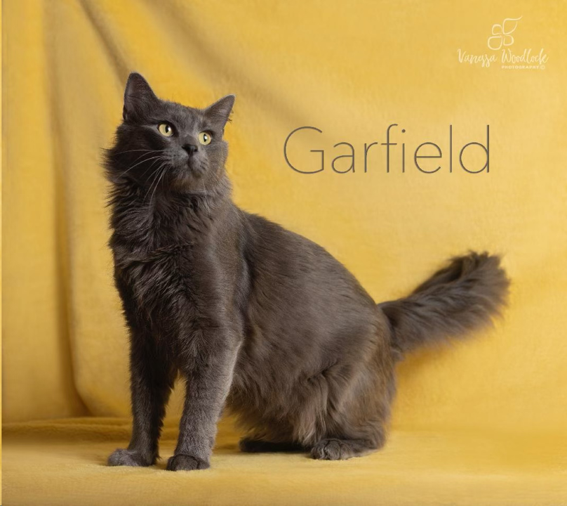 PET OF THE WEEK: Garfield Powered by Jackson & Sons