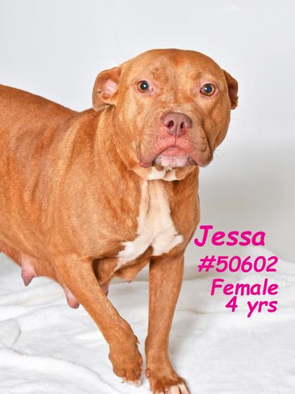 PET OF THE WEEK: Jessa Powered by Jackson & Sons