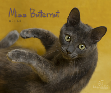 PET OF THE WEEK: Butternut Powered by Jackson & Sons