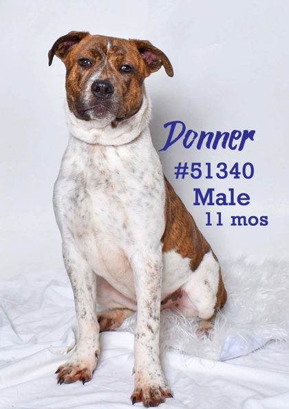 PET OF THE WEEK: Donner Powered by Jackson & Sons