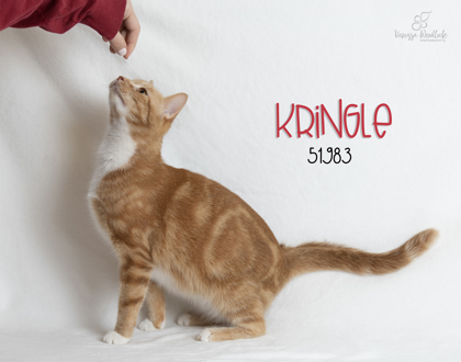 PET OF THE WEEK: Kringle Powered by Jackson & Sons