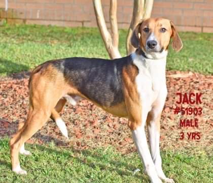 PET OF THE WEEK: Jack Powered by Jackson & Sons