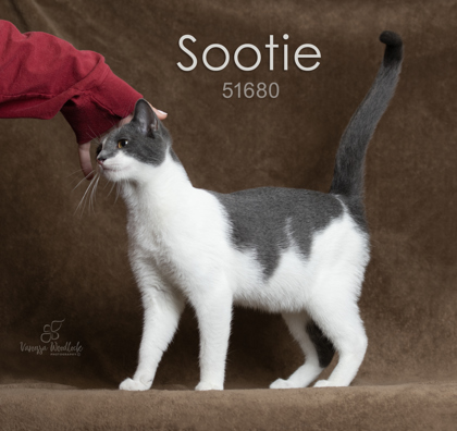 PET OF THE WEEK: Sootie Powered by Jackson & Sons