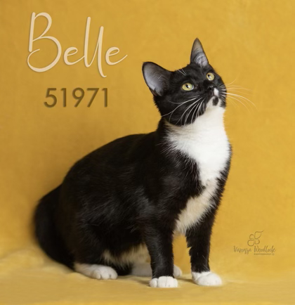 PET OF THE WEEK: Belle Powered by Jackson & Sons