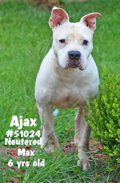 PET OF THE WEEK: Ajax Powered by Jackson & Sons