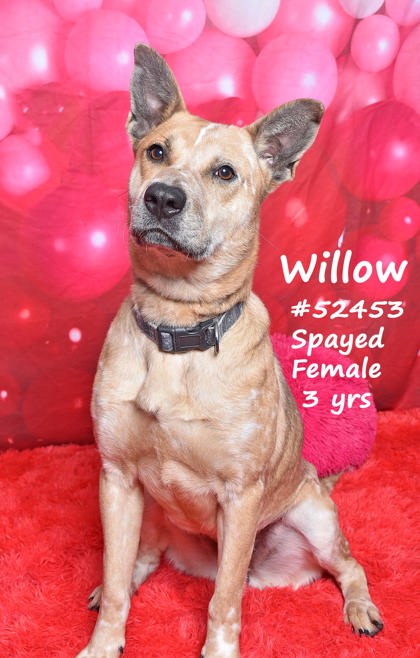 PET OF THE WEEK: Willow Powered by Jackson & Sons