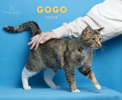 PET OF THE WEEK: Gogo Powered by Jackson & Sons