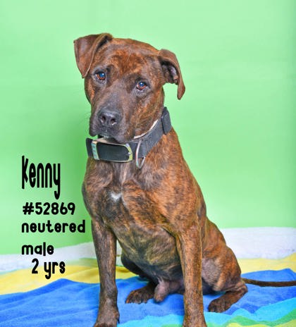 PET OF THE WEEK: Kenny Powered by Jackson & Sons