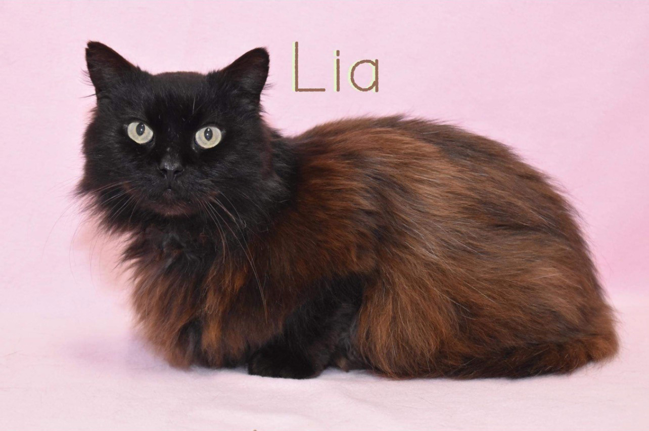 PET OF THE WEEK: Lia Powered by Jackson & Sons