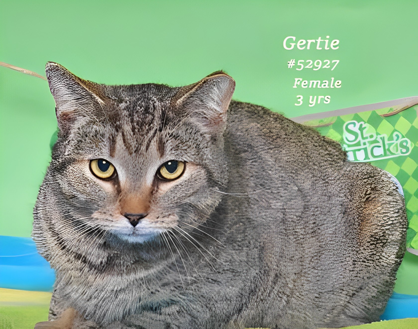 PET OF THE WEEK: Gertie Powered by Jackson & Sons