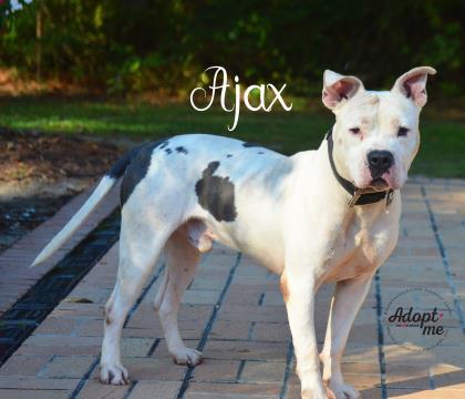 PET OF THE WEEK: Ajax Powered by Jackson & Sons