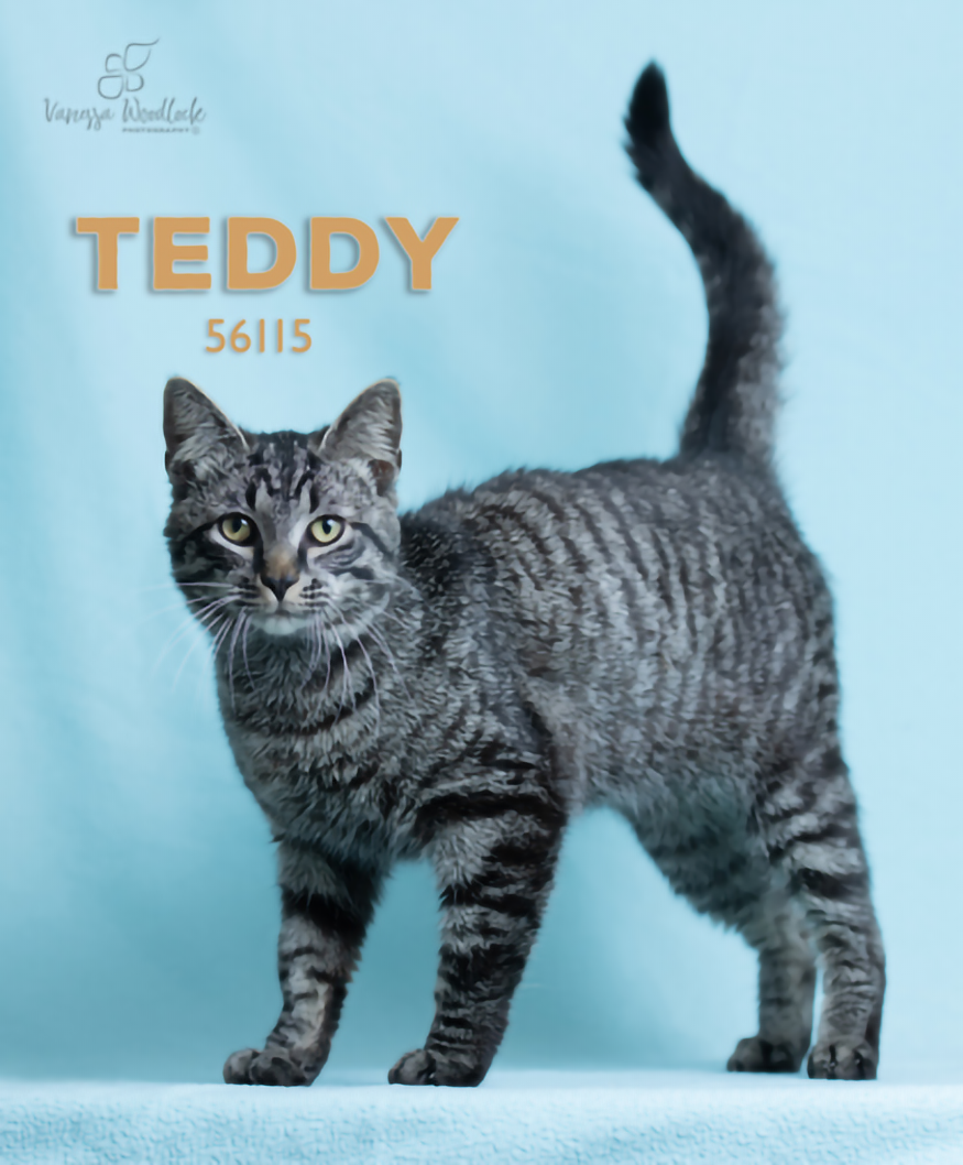 PET OF THE WEEK: Teddy Powered by Jackson & Sons