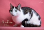PET OF THE WEEK: Nimbus Powered by Jackson & Sons