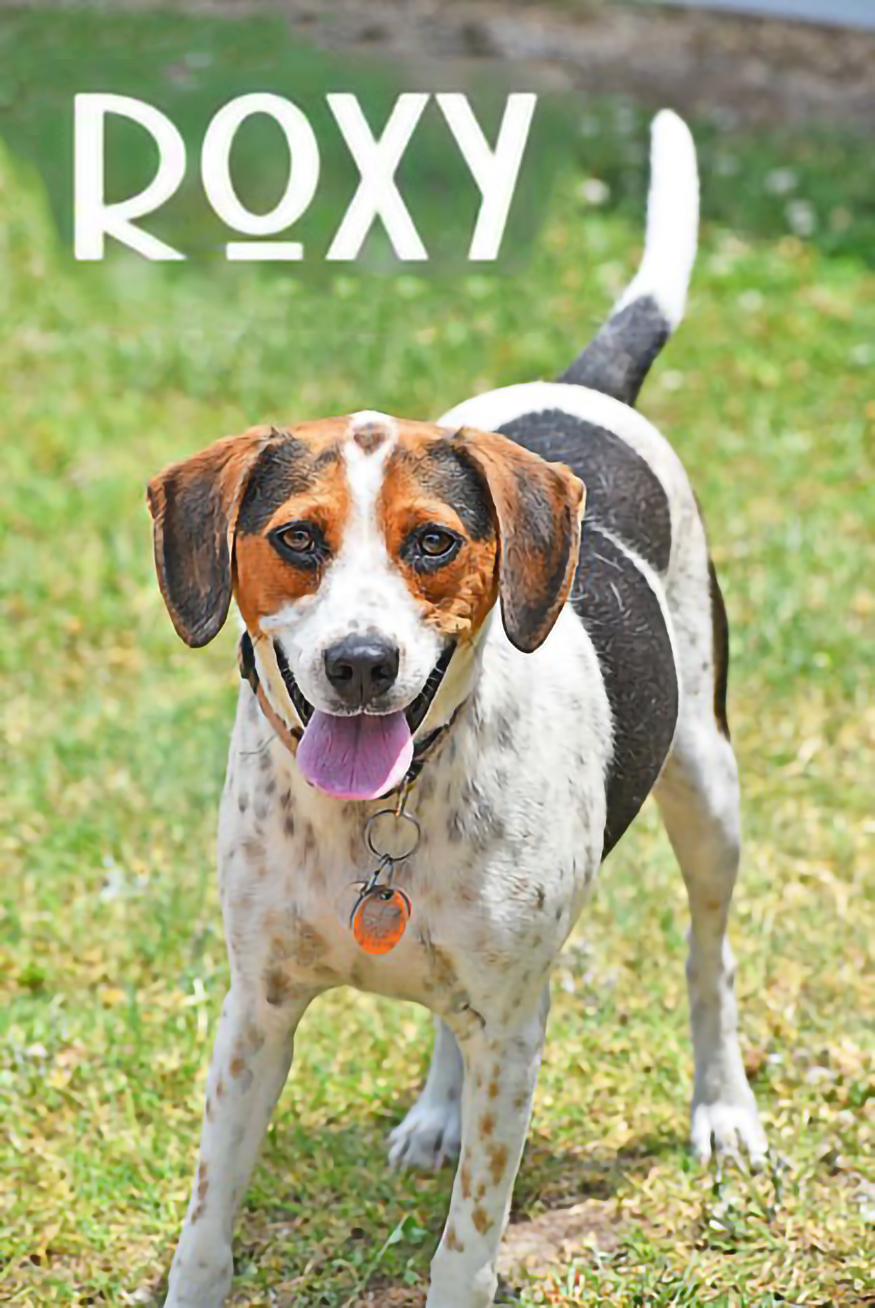 PET OF THE WEEK: Roxy Powered by Jackson & Sons
