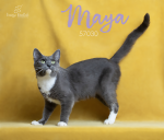 PET OF THE WEEK: Maya Powered by Jackson & Sons