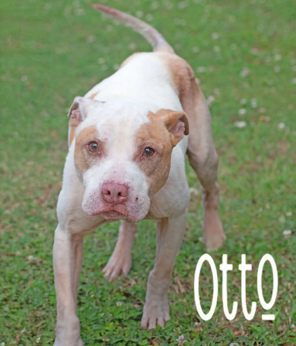 PET OF THE WEEK: Otto Powered by Jackson & Sons